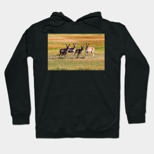 Pronghorn Antelope Hoodie